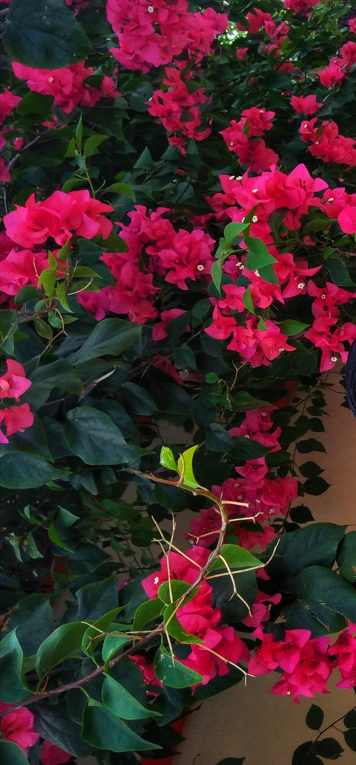 Bougainvillea