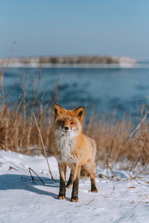 fox, fur háttérképek