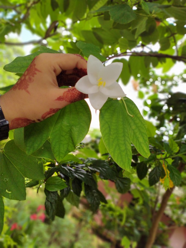 kanchana flower