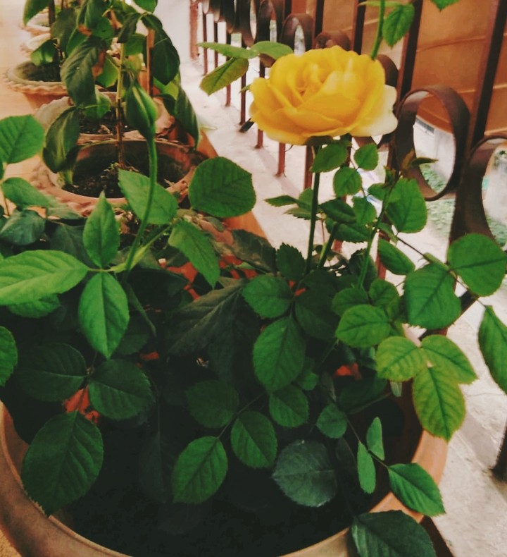 yellow rose