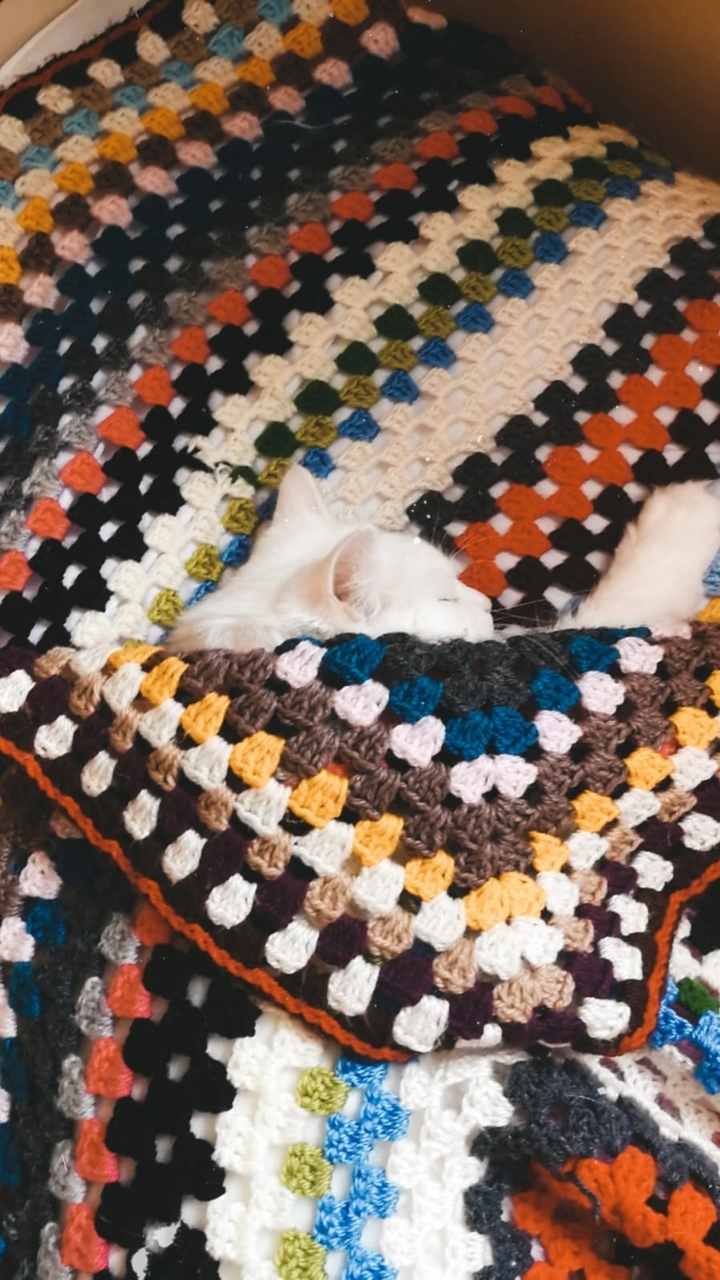 Cat nap