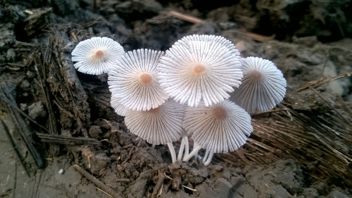Beautiful Mashrooms
