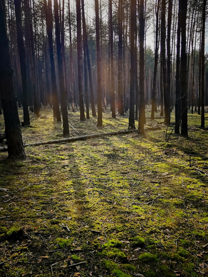 forest