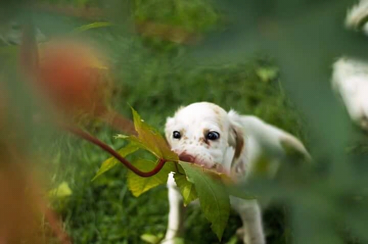 puppy