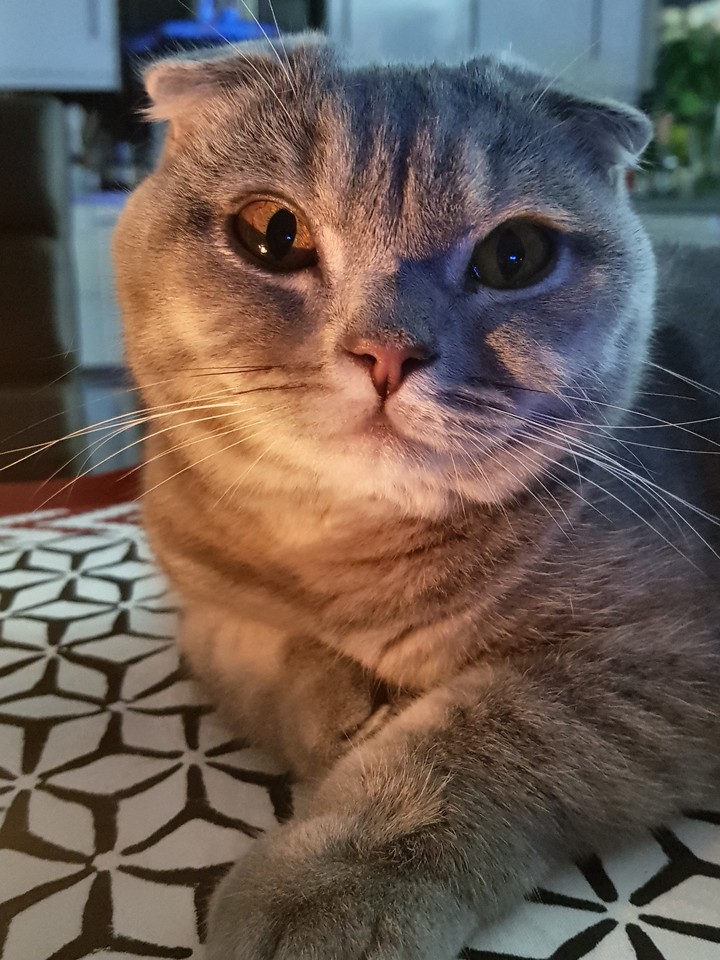 cat
