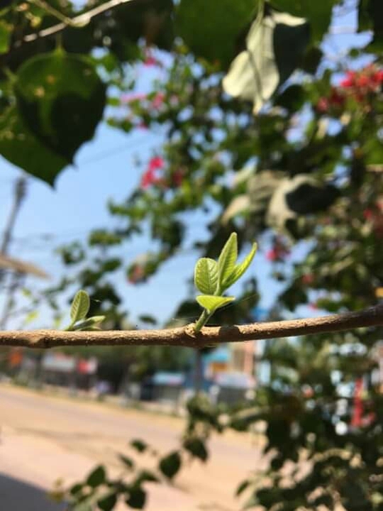 chồi non