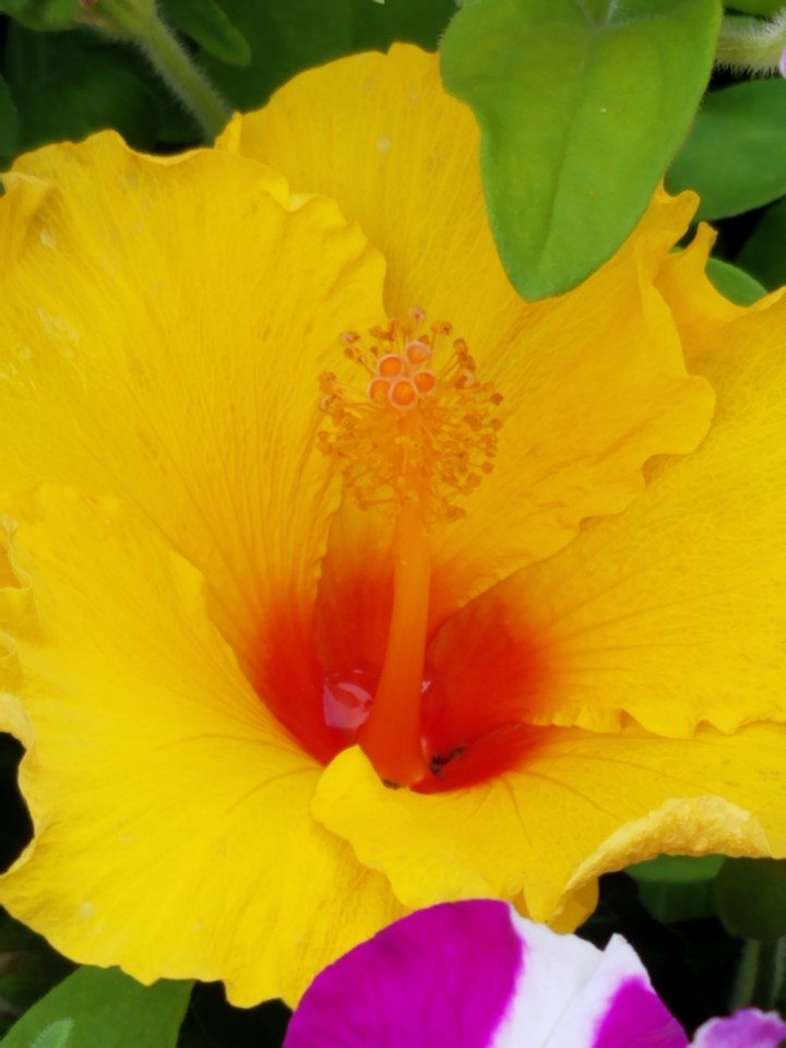 flower photo