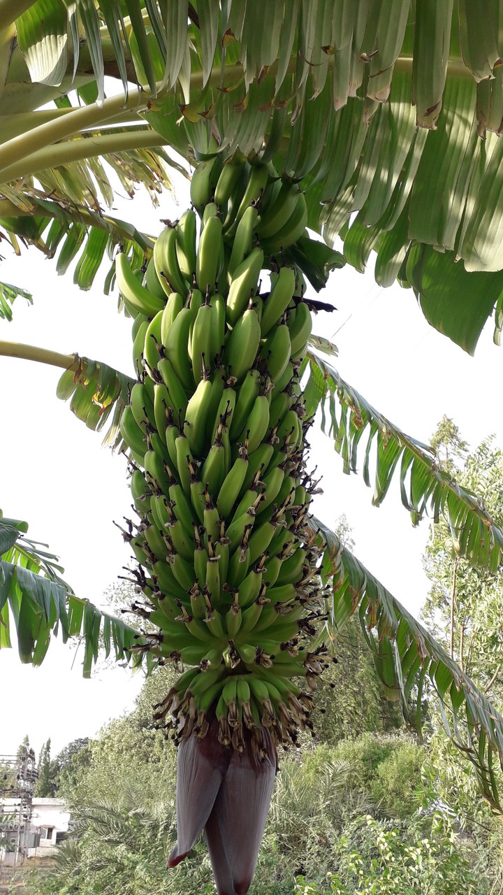 Bnana tree