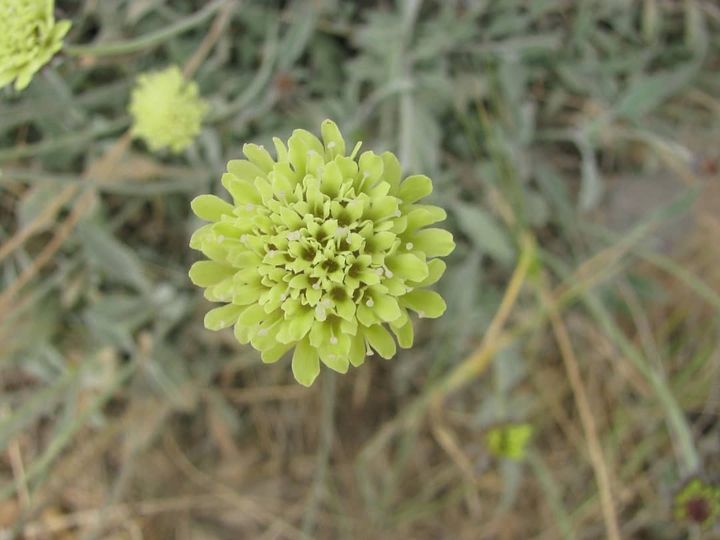 nice flower