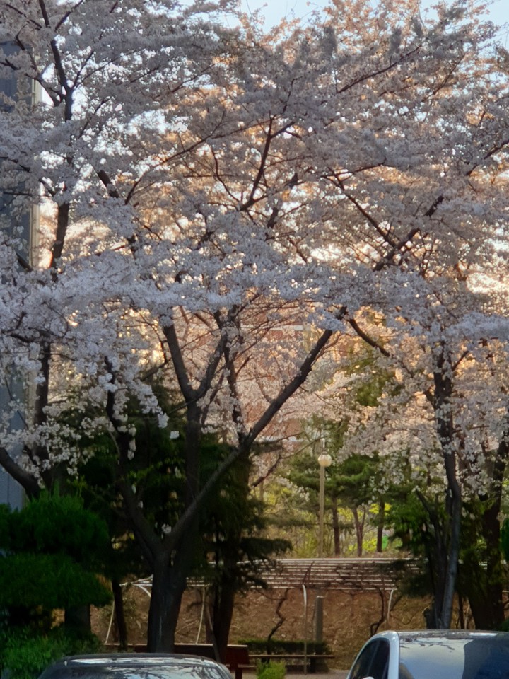 도시의 벚꽃