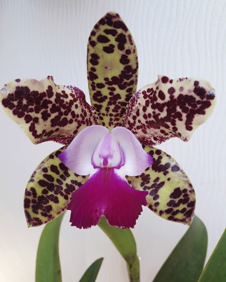 Cattleya
