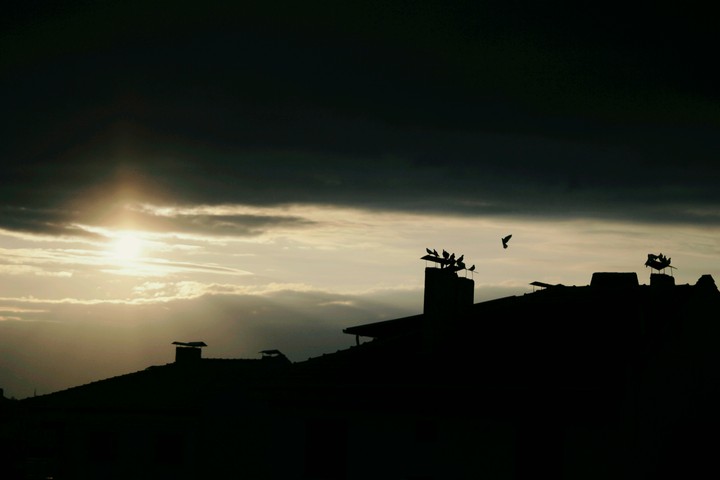 Birds