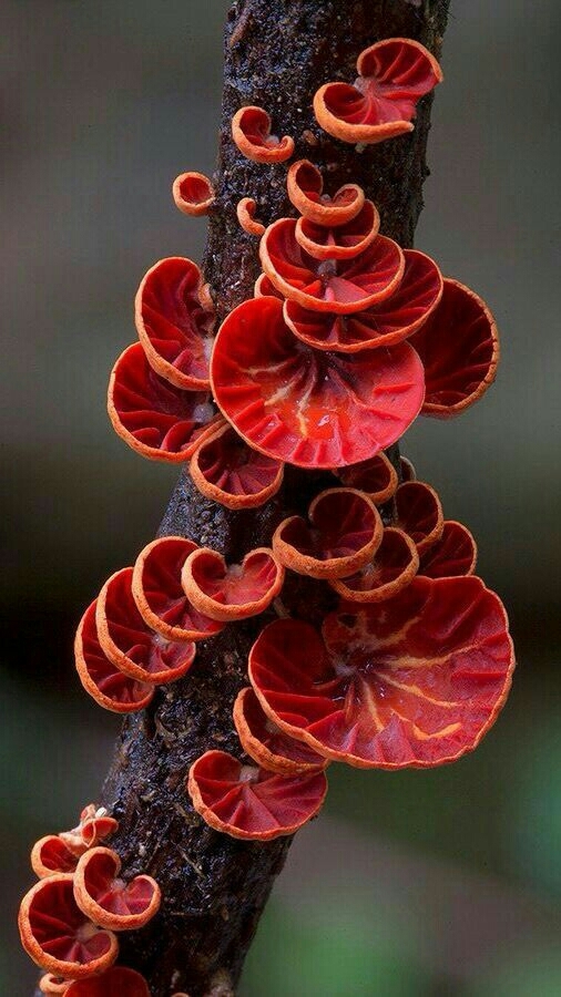 red mushroom