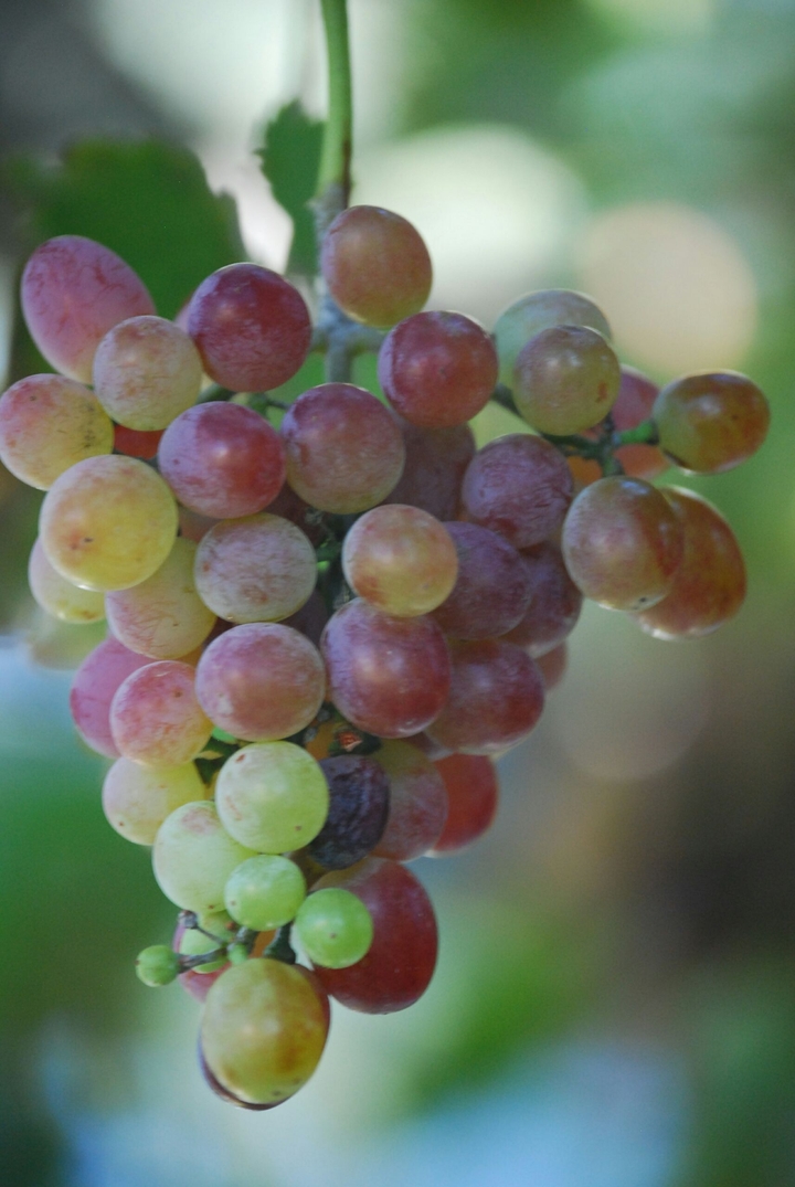 Summer grapes
