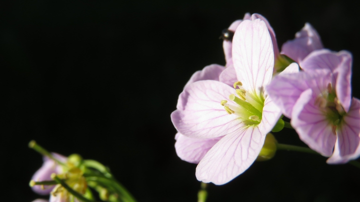 Springtime