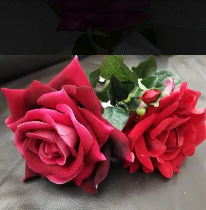 Rosa