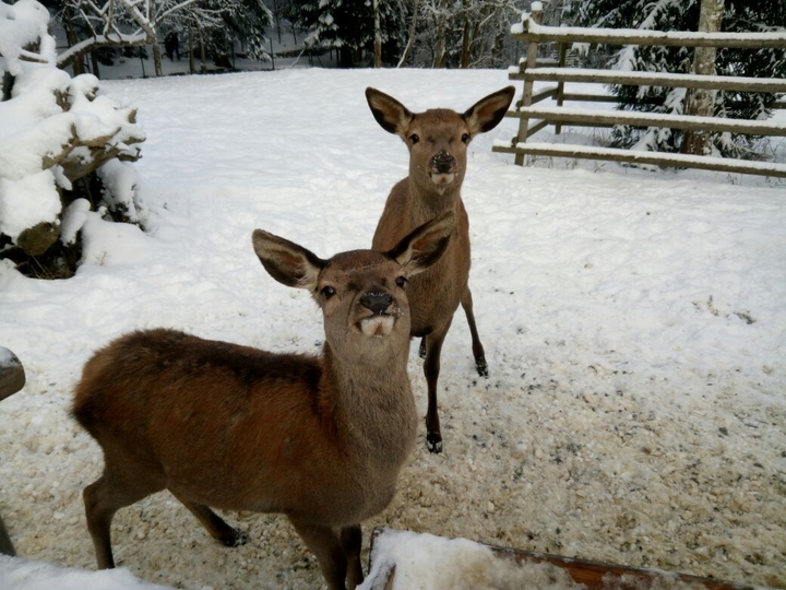 Winter Animal Park