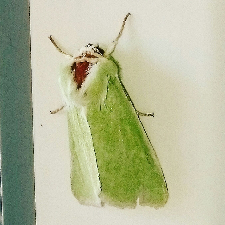 Rich coat Butterfly