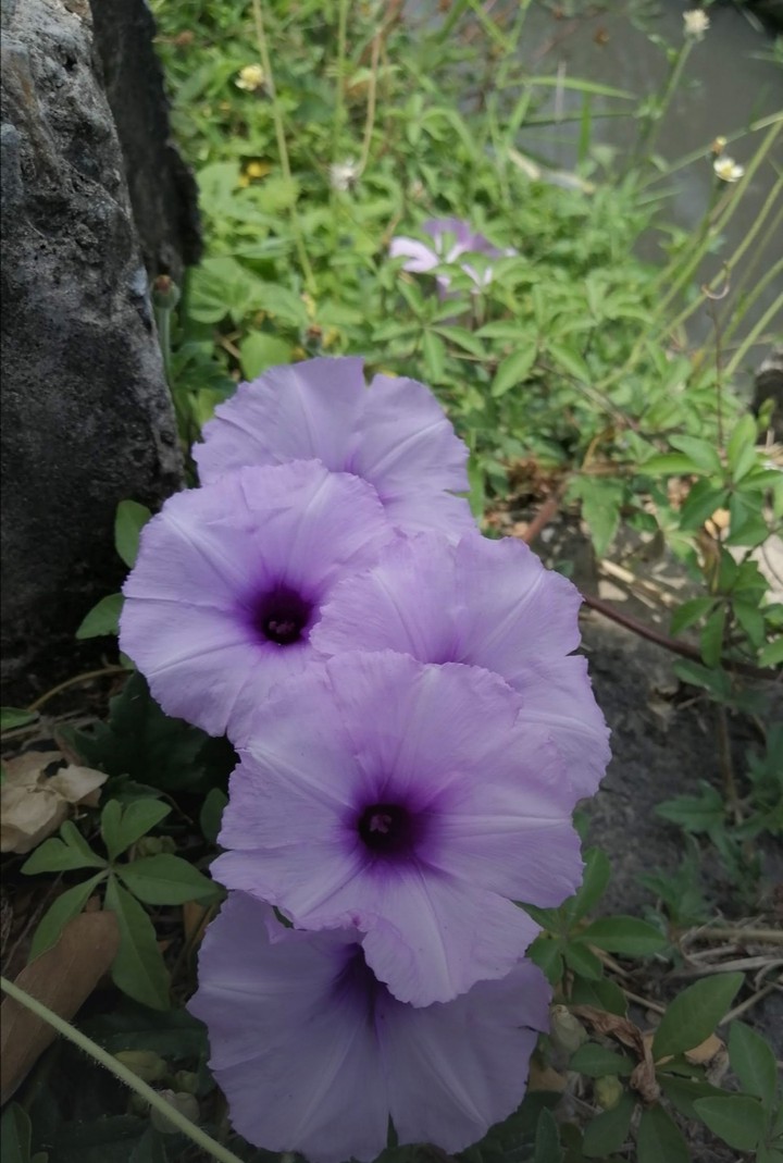 my purple flower