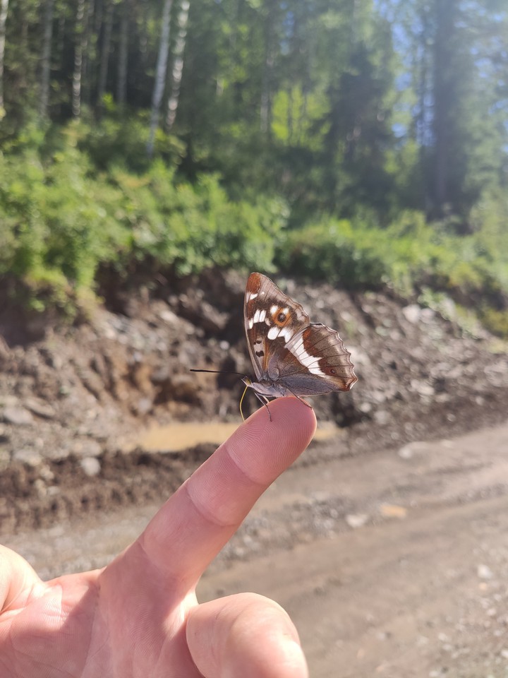 butterfly