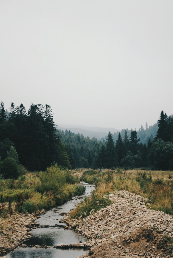 forest