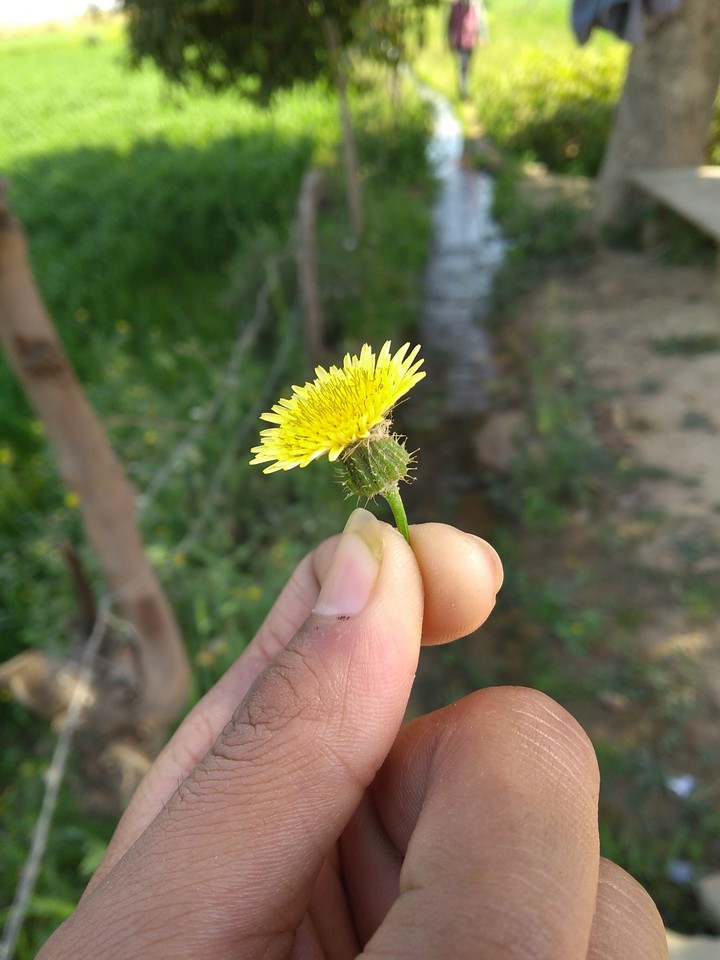 our farm's flower