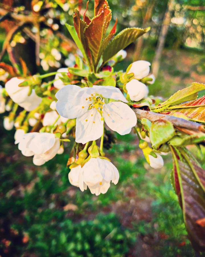 #spring