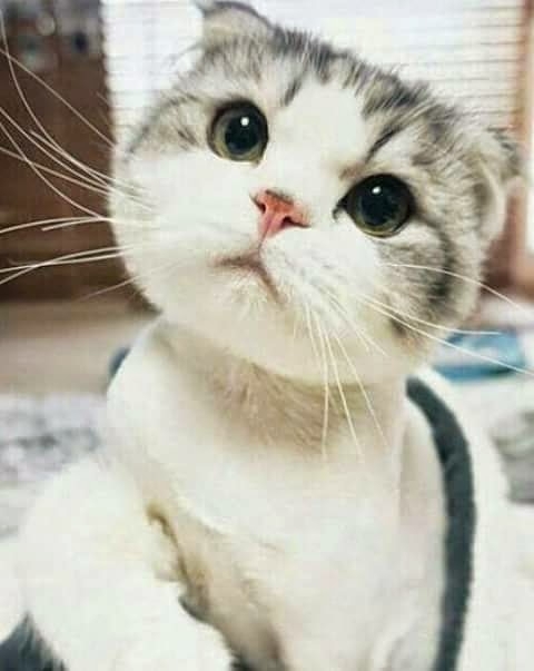 Catlover