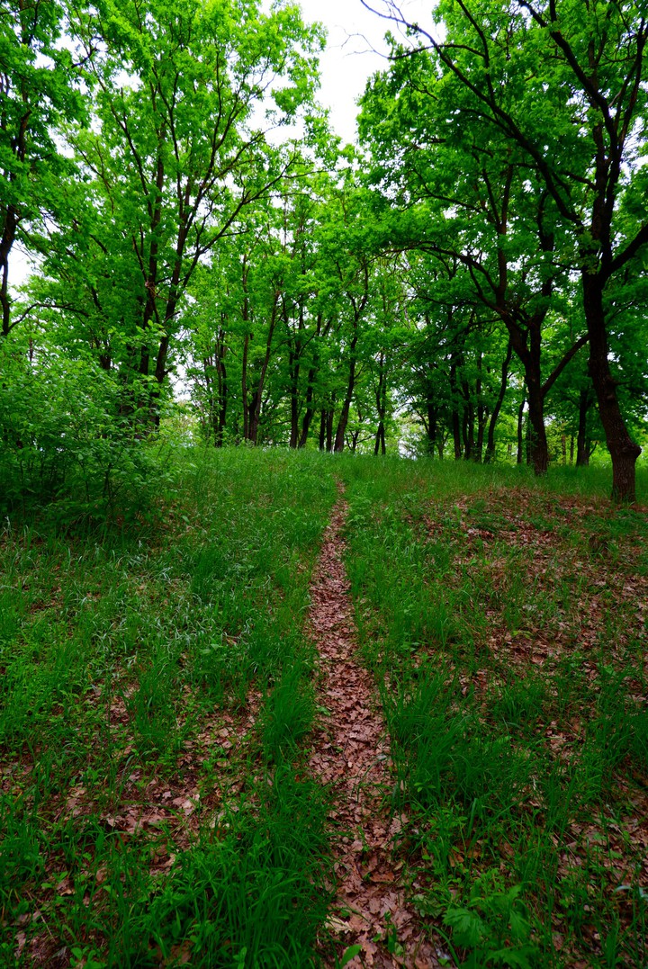 Забытая тропа