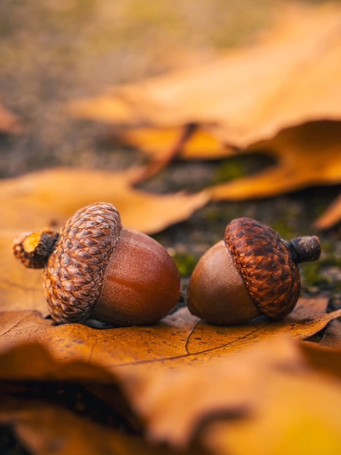 Autumn