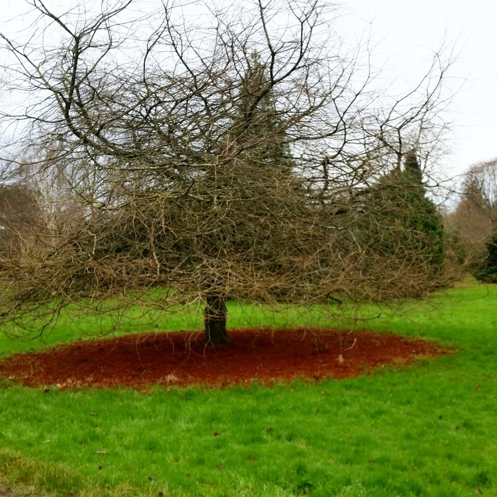 Fire tree