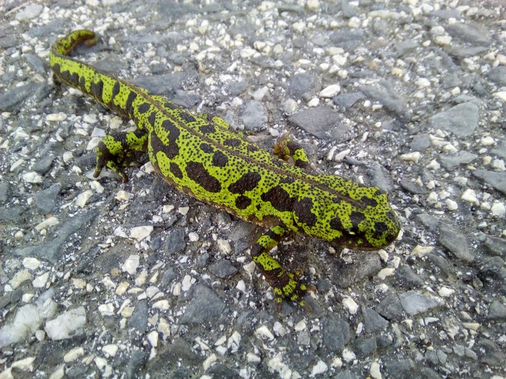 green and black