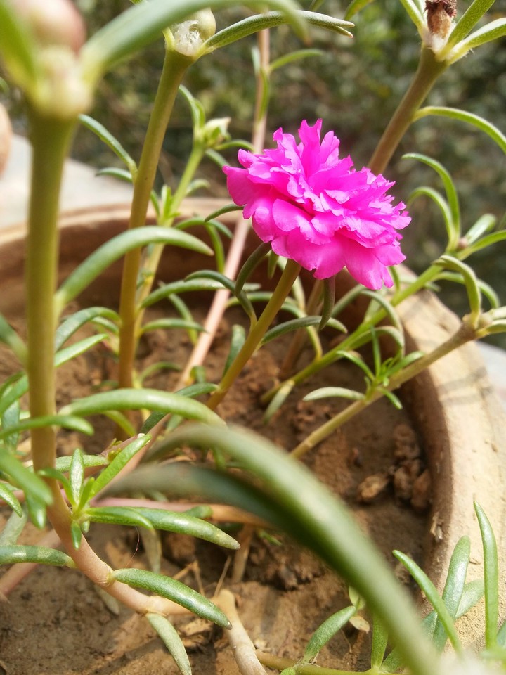 flower