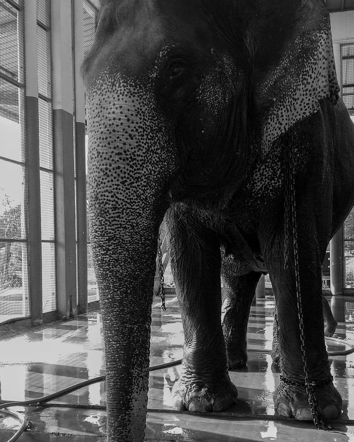 Thai elephant
