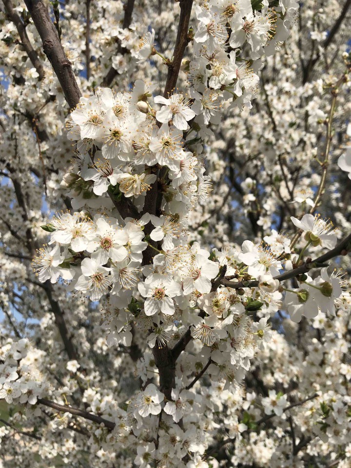 Blossom