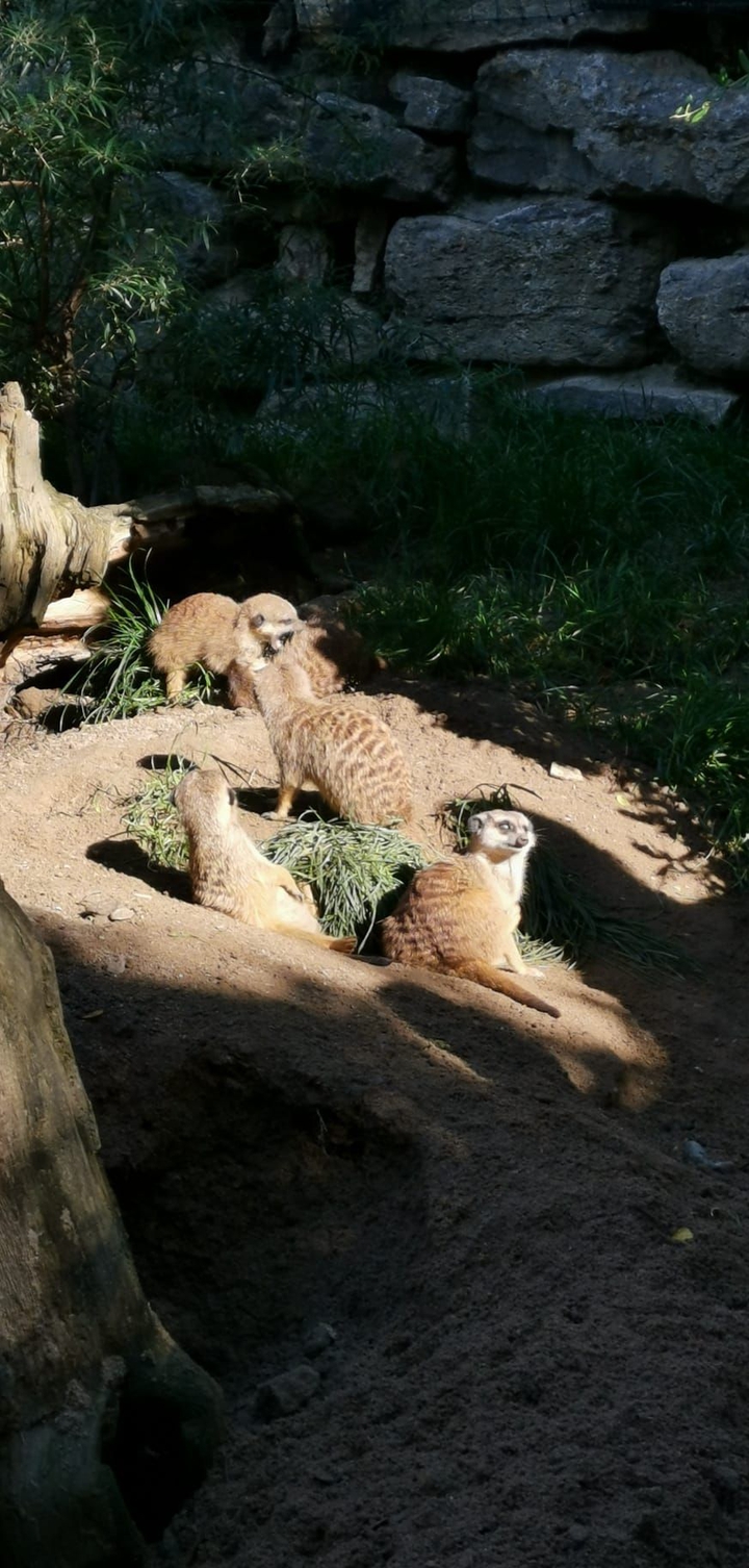 Tiere im Zoo