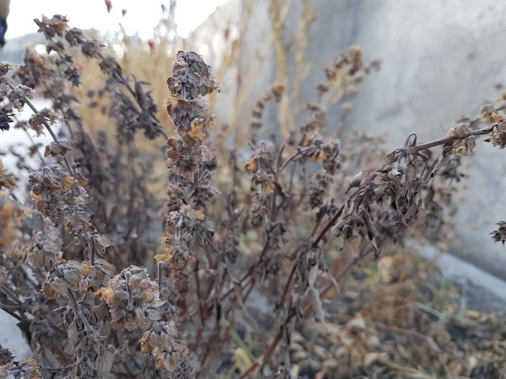 Dried Leaves