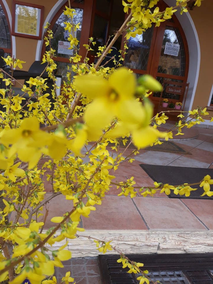 little yellow flowers