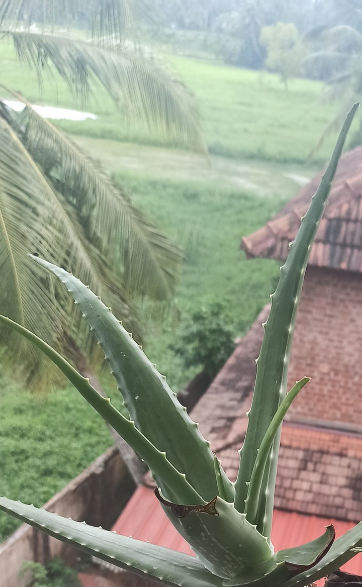 Aloe