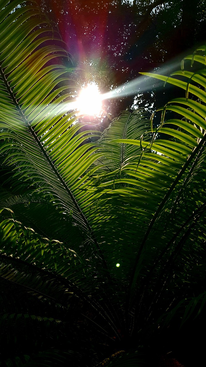 Light.