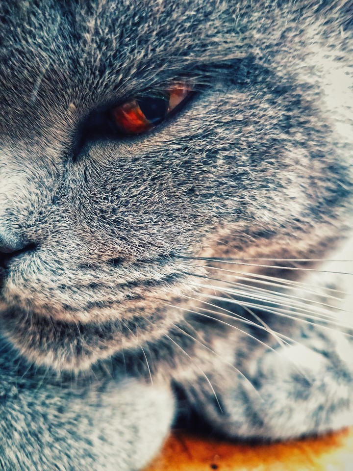 Кот-Демон