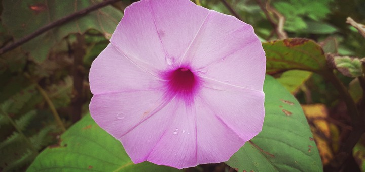 gonda flower