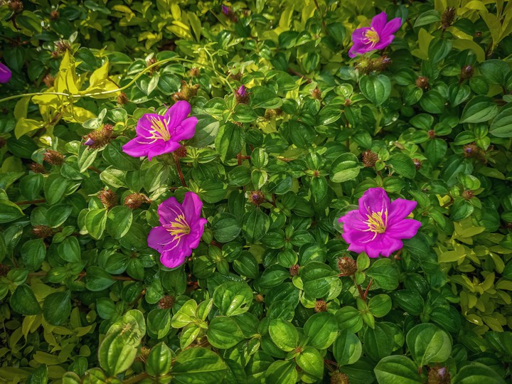 simple beauty