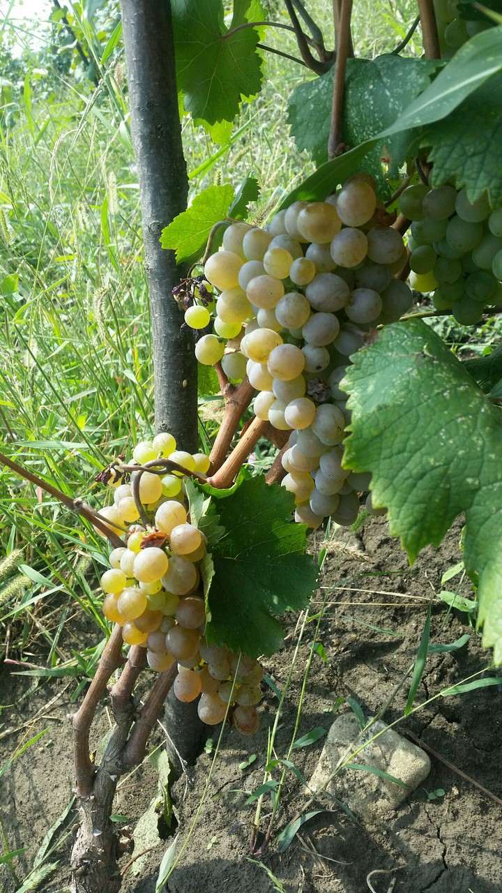 რქაწითელი