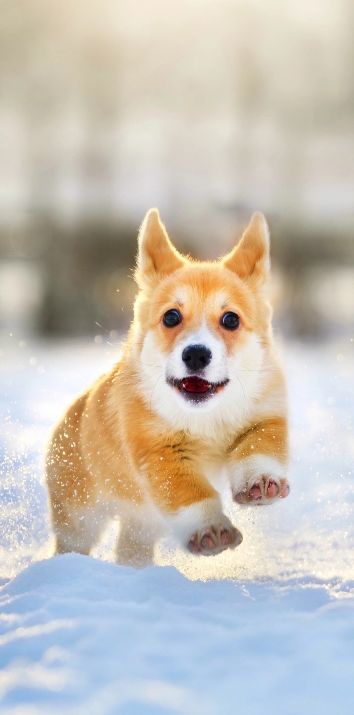 Corgi