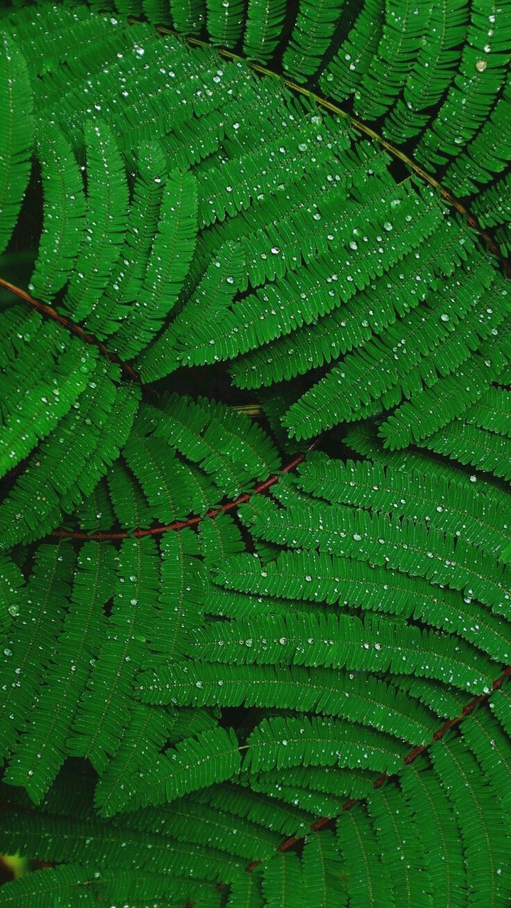 greenery
