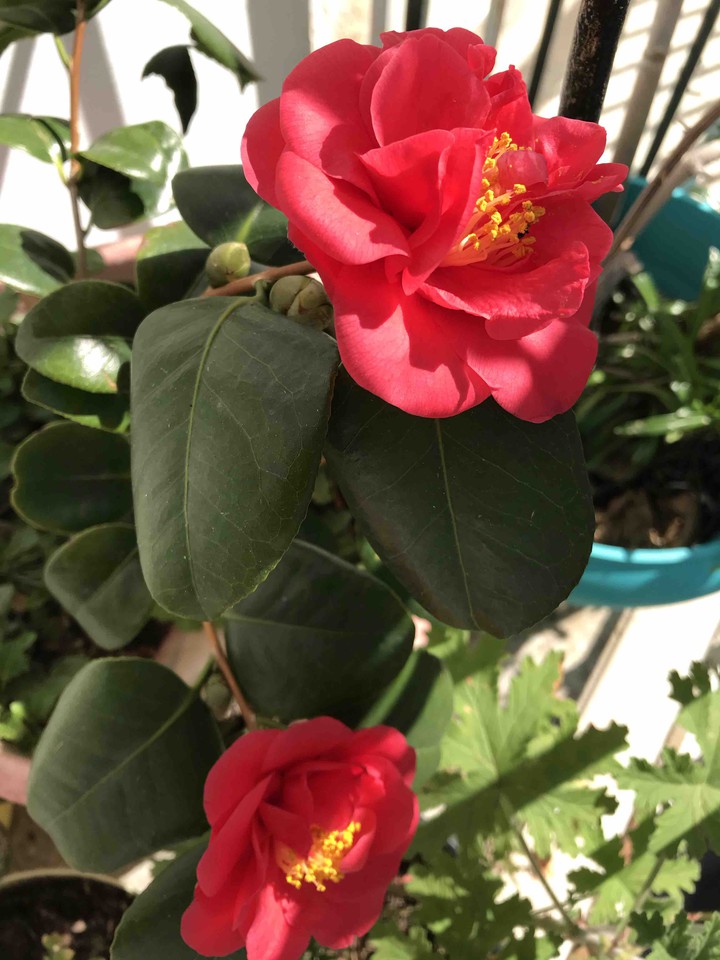 Spring