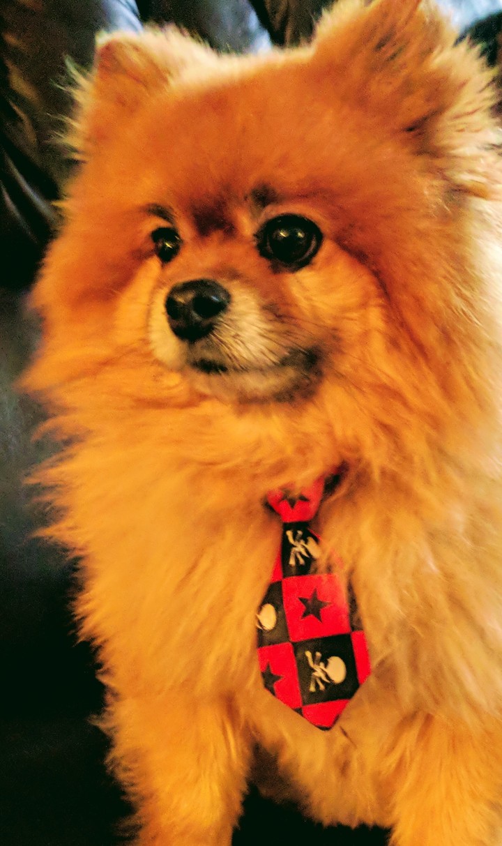 Fun fancy dog