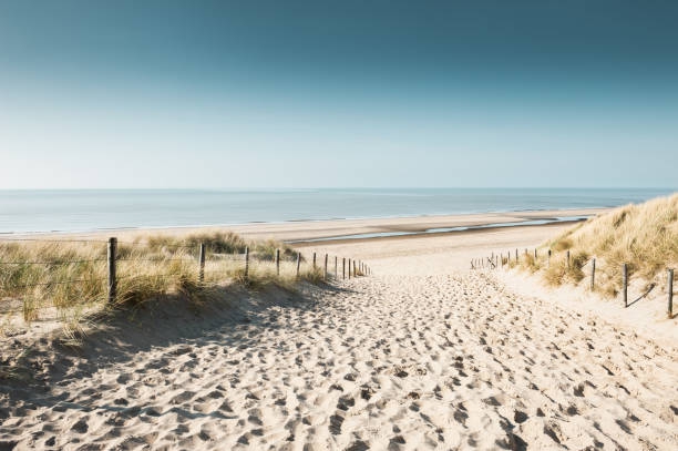 Sandy dunes on the coast of north sea picture