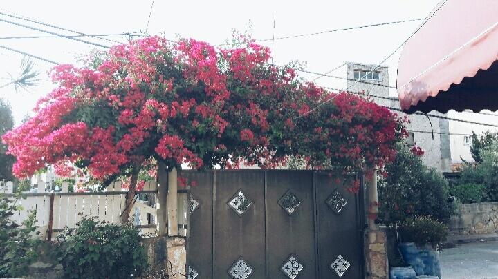 nature